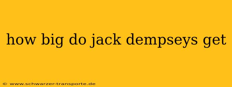how big do jack dempseys get