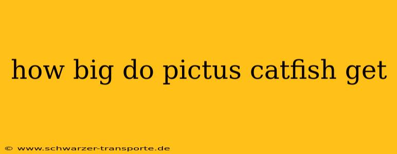 how big do pictus catfish get