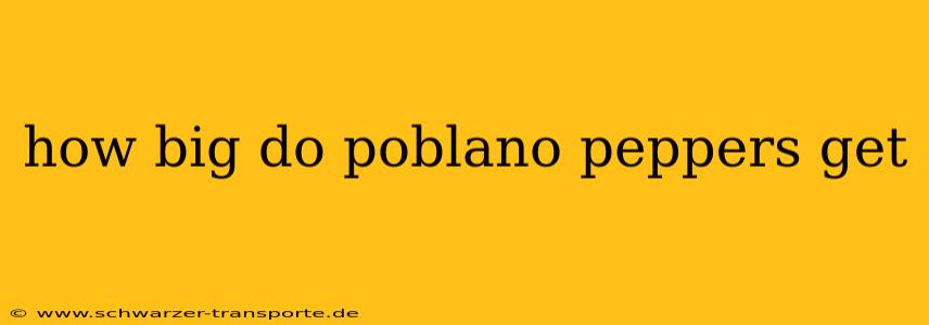 how big do poblano peppers get