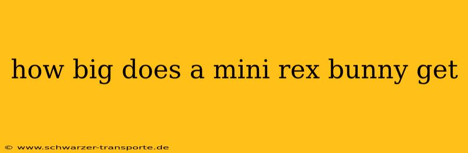 how big does a mini rex bunny get