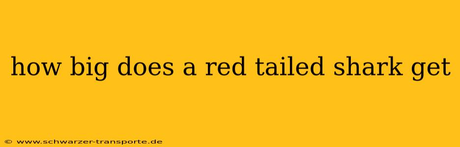 how big does a red tailed shark get