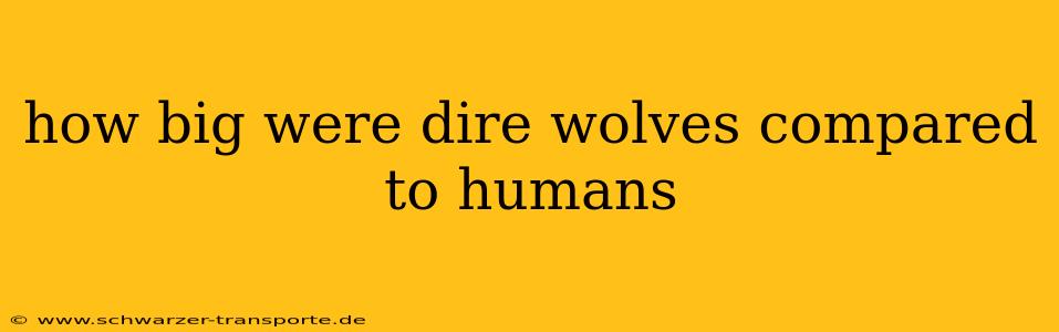 how big were dire wolves compared to humans