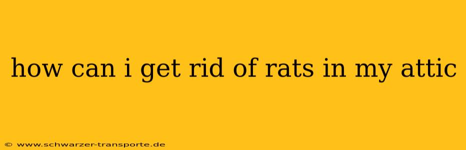 how can i get rid of rats in my attic