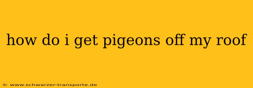 how do i get pigeons off my roof
