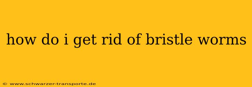 how do i get rid of bristle worms