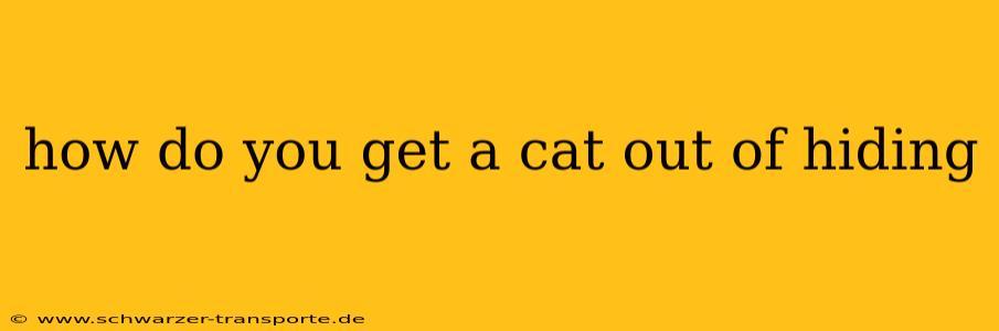 how do you get a cat out of hiding