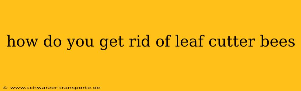 how do you get rid of leaf cutter bees
