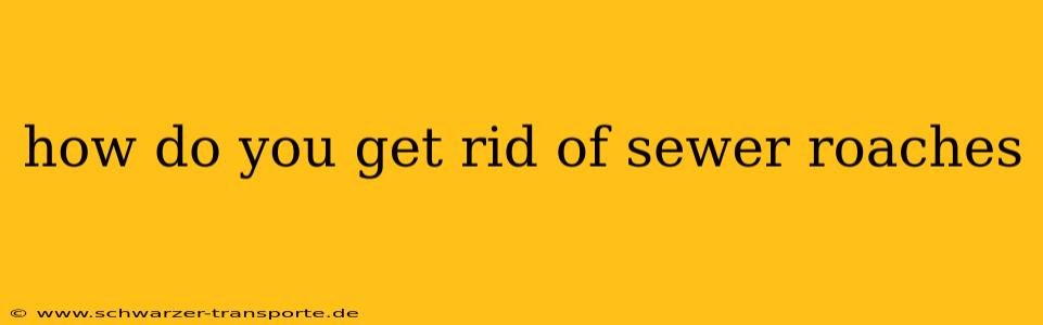 how do you get rid of sewer roaches