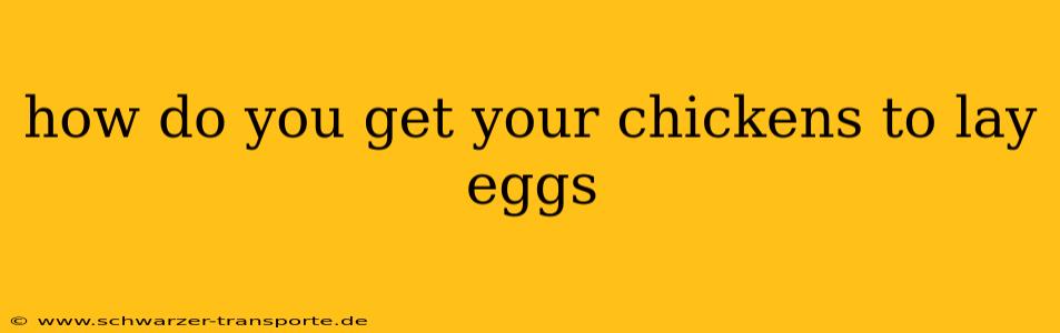 how do you get your chickens to lay eggs