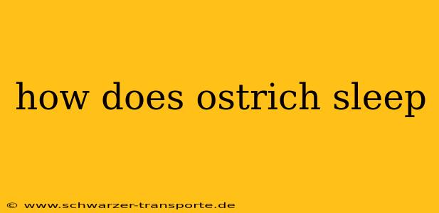 how does ostrich sleep