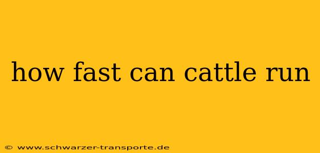 how fast can cattle run