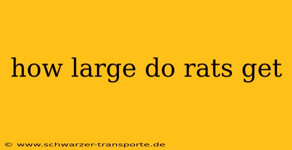 how large do rats get