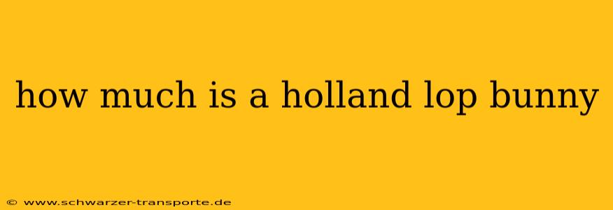 how much is a holland lop bunny