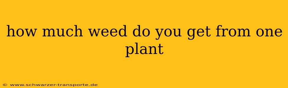 how much weed do you get from one plant