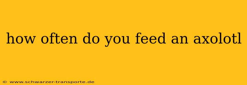 how often do you feed an axolotl