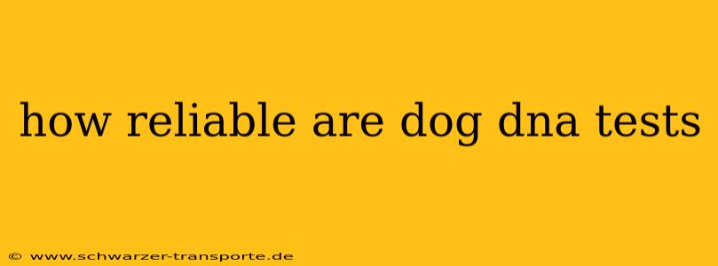 how reliable are dog dna tests