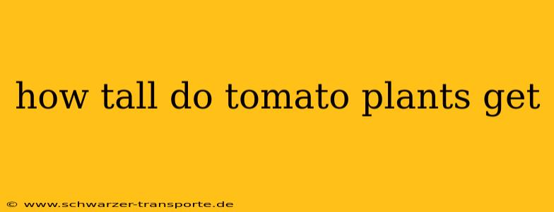 how tall do tomato plants get