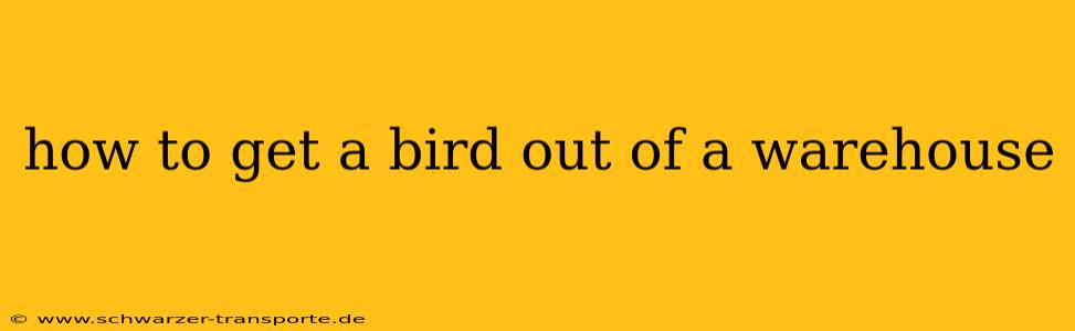 how to get a bird out of a warehouse