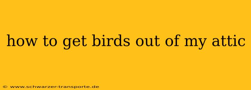 how to get birds out of my attic