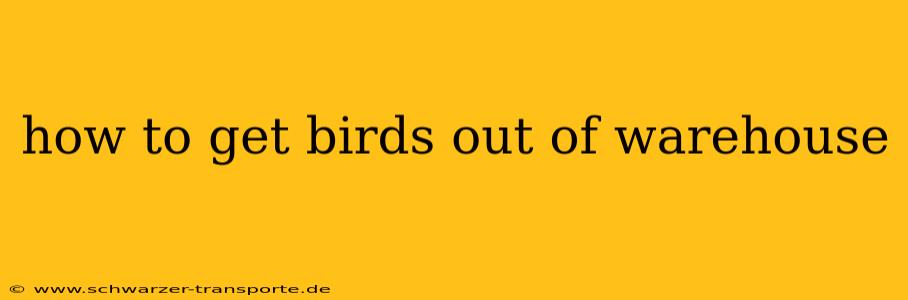 how to get birds out of warehouse