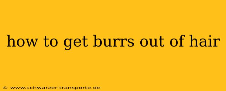 how to get burrs out of hair