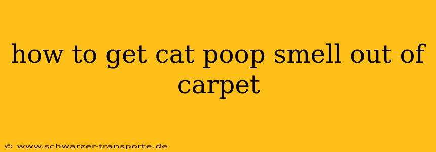 how to get cat poop smell out of carpet