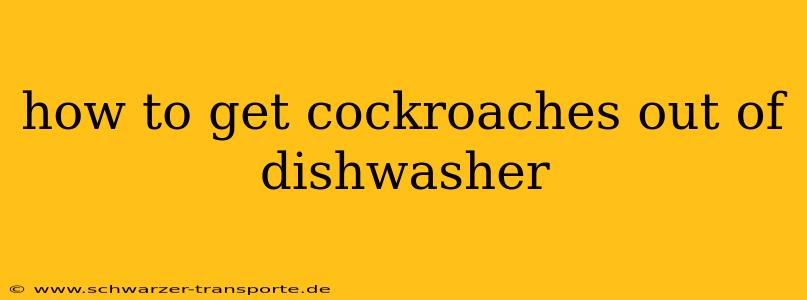 how to get cockroaches out of dishwasher