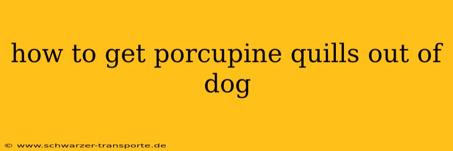 how to get porcupine quills out of dog
