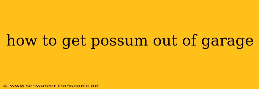 how to get possum out of garage