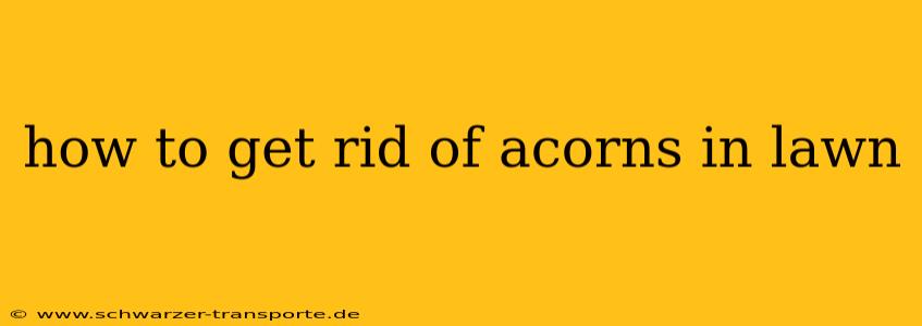 how to get rid of acorns in lawn