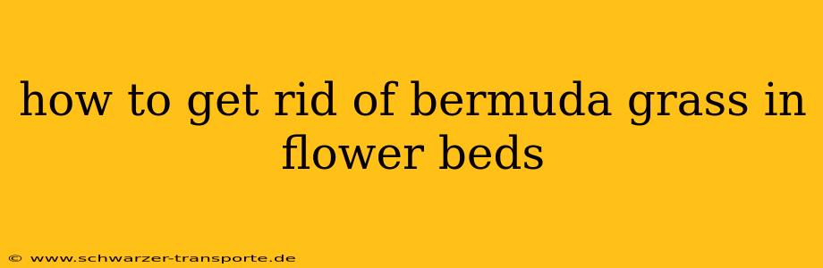 how to get rid of bermuda grass in flower beds