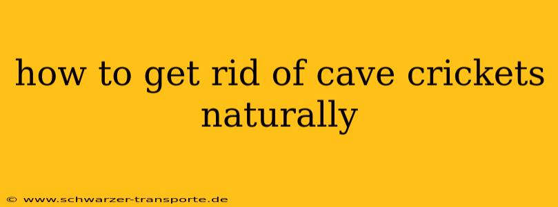 how to get rid of cave crickets naturally