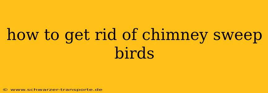 how to get rid of chimney sweep birds