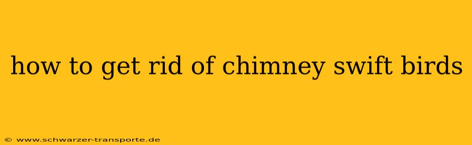 how to get rid of chimney swift birds