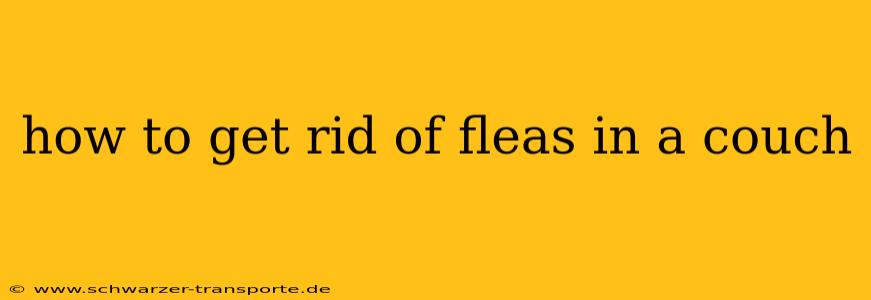 how to get rid of fleas in a couch