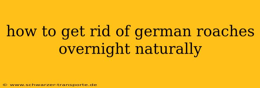 how to get rid of german roaches overnight naturally