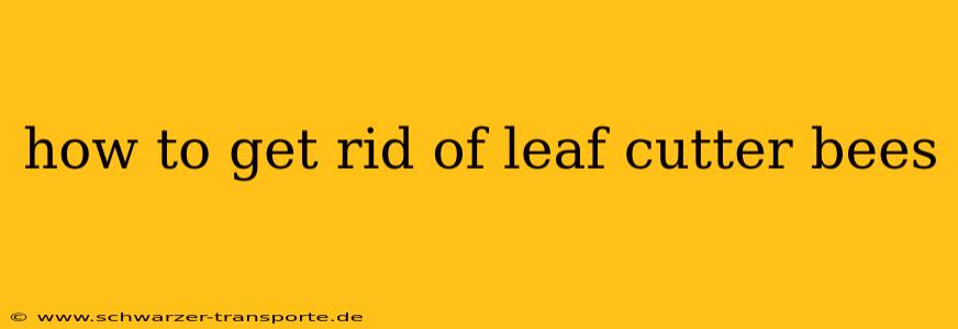 how to get rid of leaf cutter bees