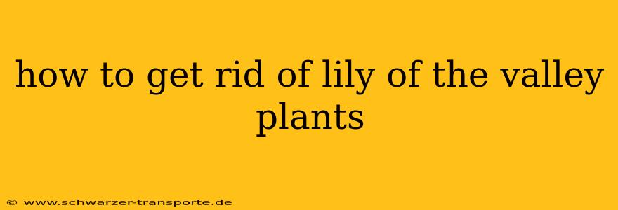 how to get rid of lily of the valley plants