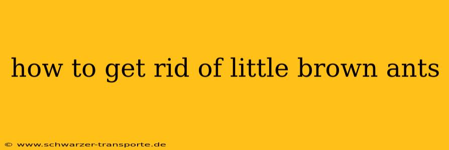 how to get rid of little brown ants