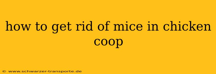 how to get rid of mice in chicken coop