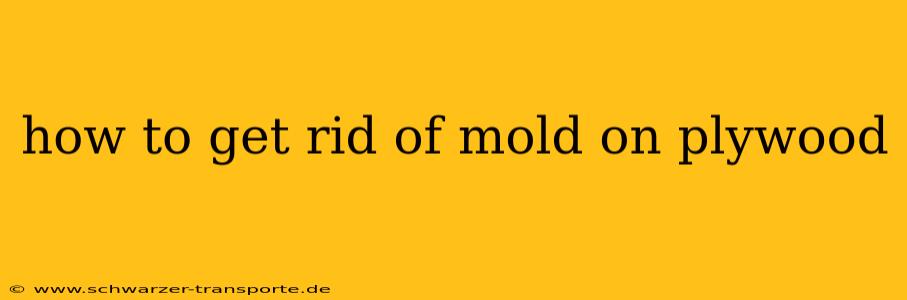 how to get rid of mold on plywood