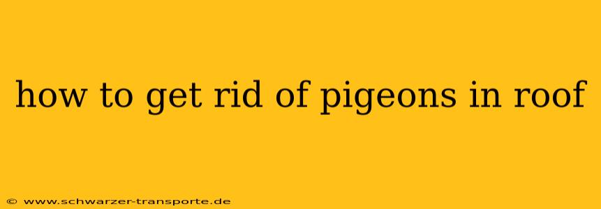 how to get rid of pigeons in roof