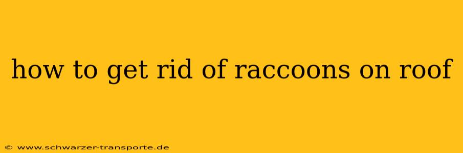 how to get rid of raccoons on roof