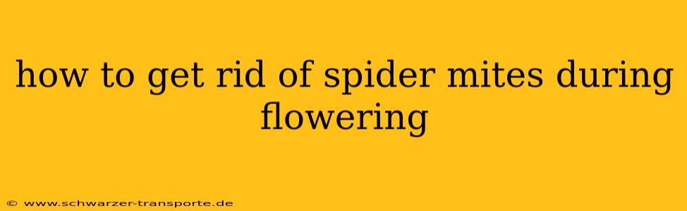 how to get rid of spider mites during flowering