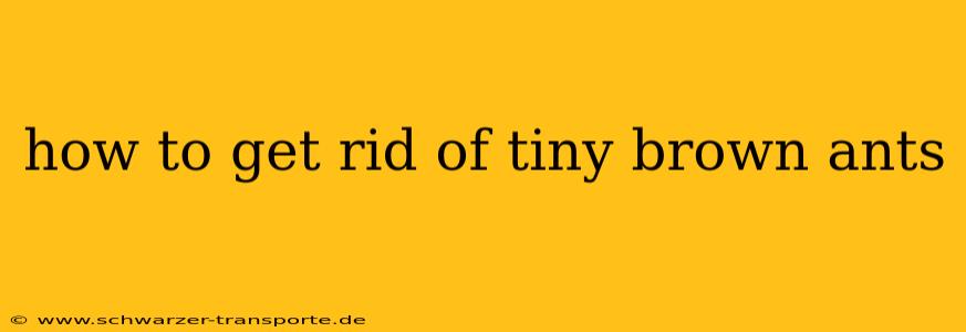 how to get rid of tiny brown ants