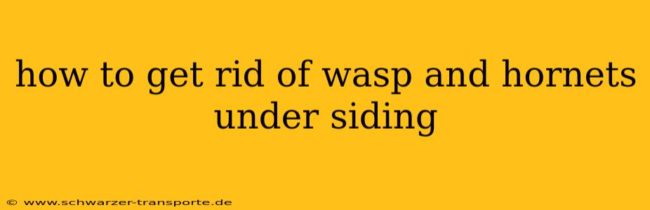 how to get rid of wasp and hornets under siding