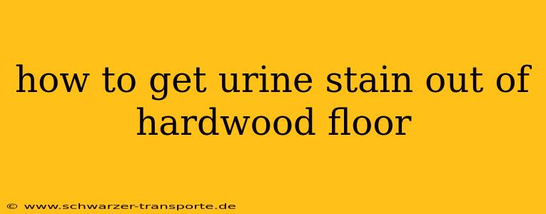 how to get urine stain out of hardwood floor