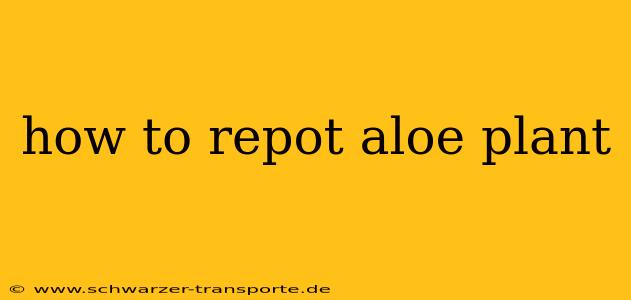 how to repot aloe plant