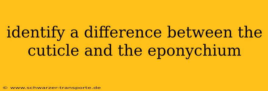 identify a difference between the cuticle and the eponychium