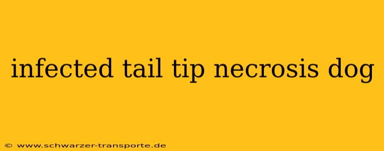 infected tail tip necrosis dog